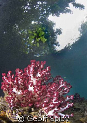 soft coral under the trees, The Passage, Raja Ampat by Geoff Spiby 